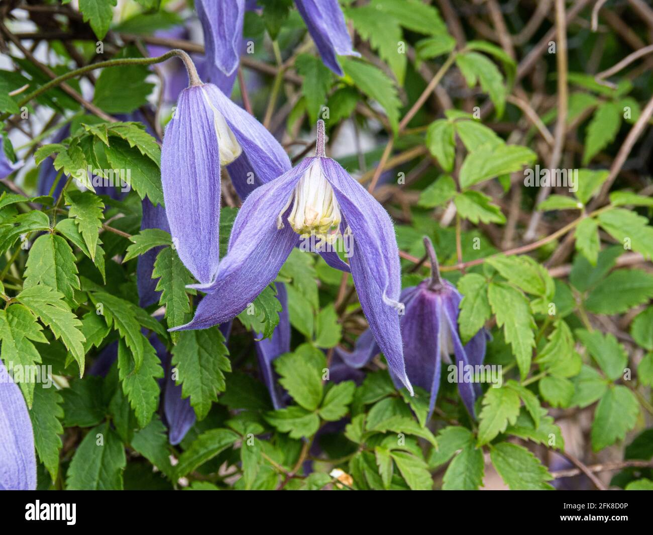 A close up of the dainty hanging blue flowers of Clematis alpina Blue Dancer Stock Photo