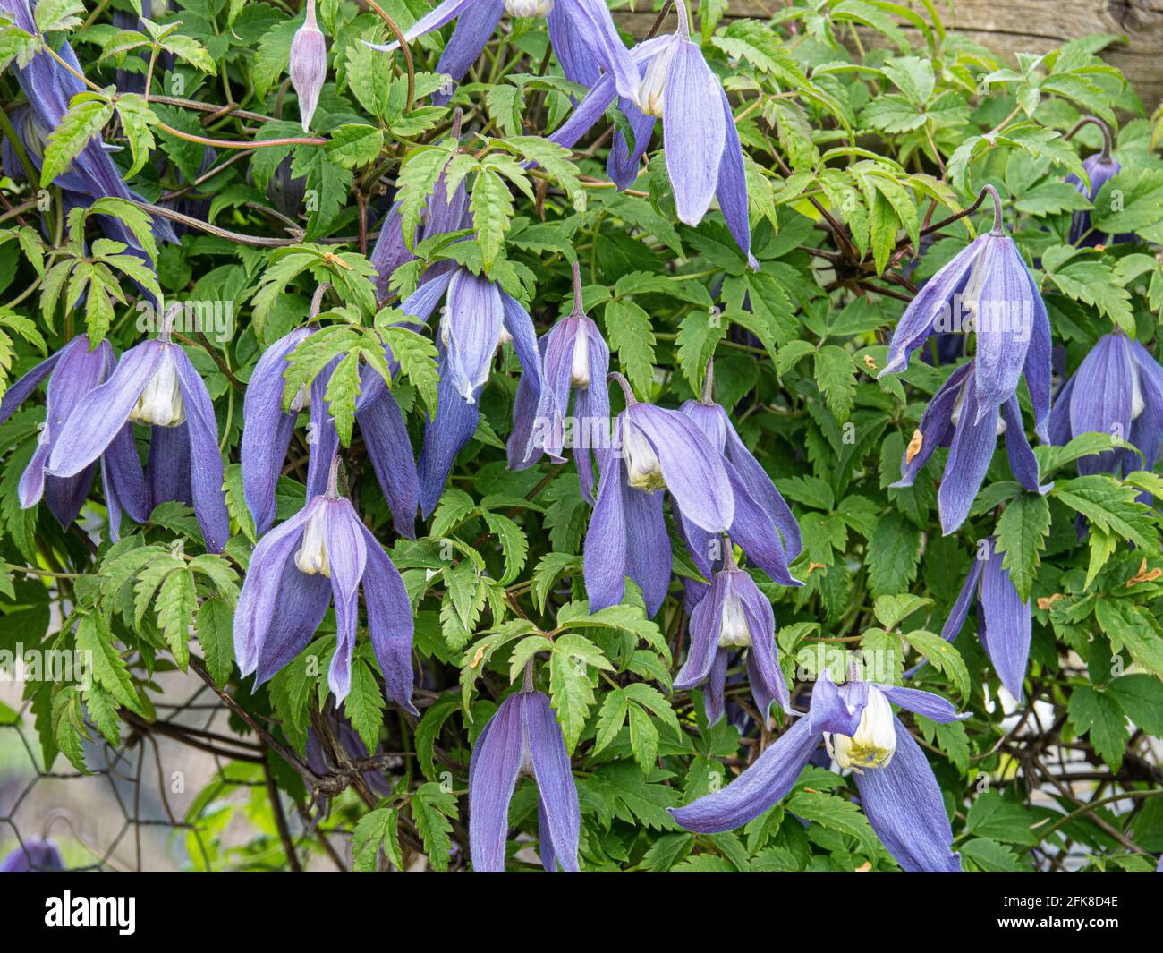 A group of the dainty hanging blue flowers of Clematis alpna Blue Dancer Stock Photo