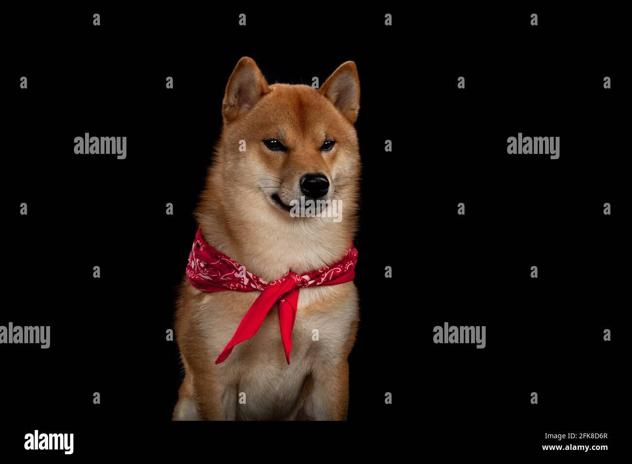 red shiba inu japanese dog on studio Stock Photo Alamy