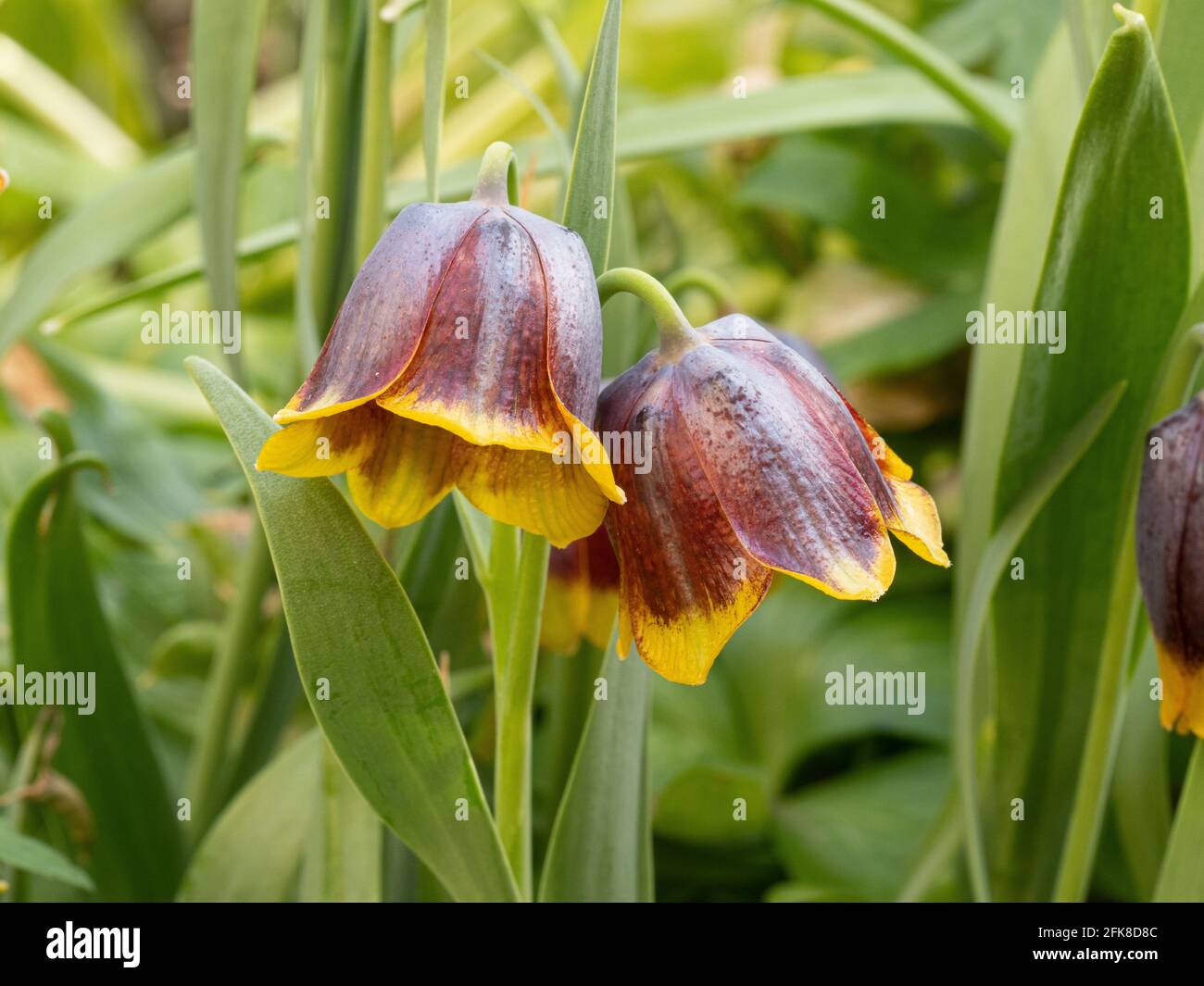 A close up of 2 mahogany and yellow bell shaped flowers of Fritillaria michailovski Stock Photo