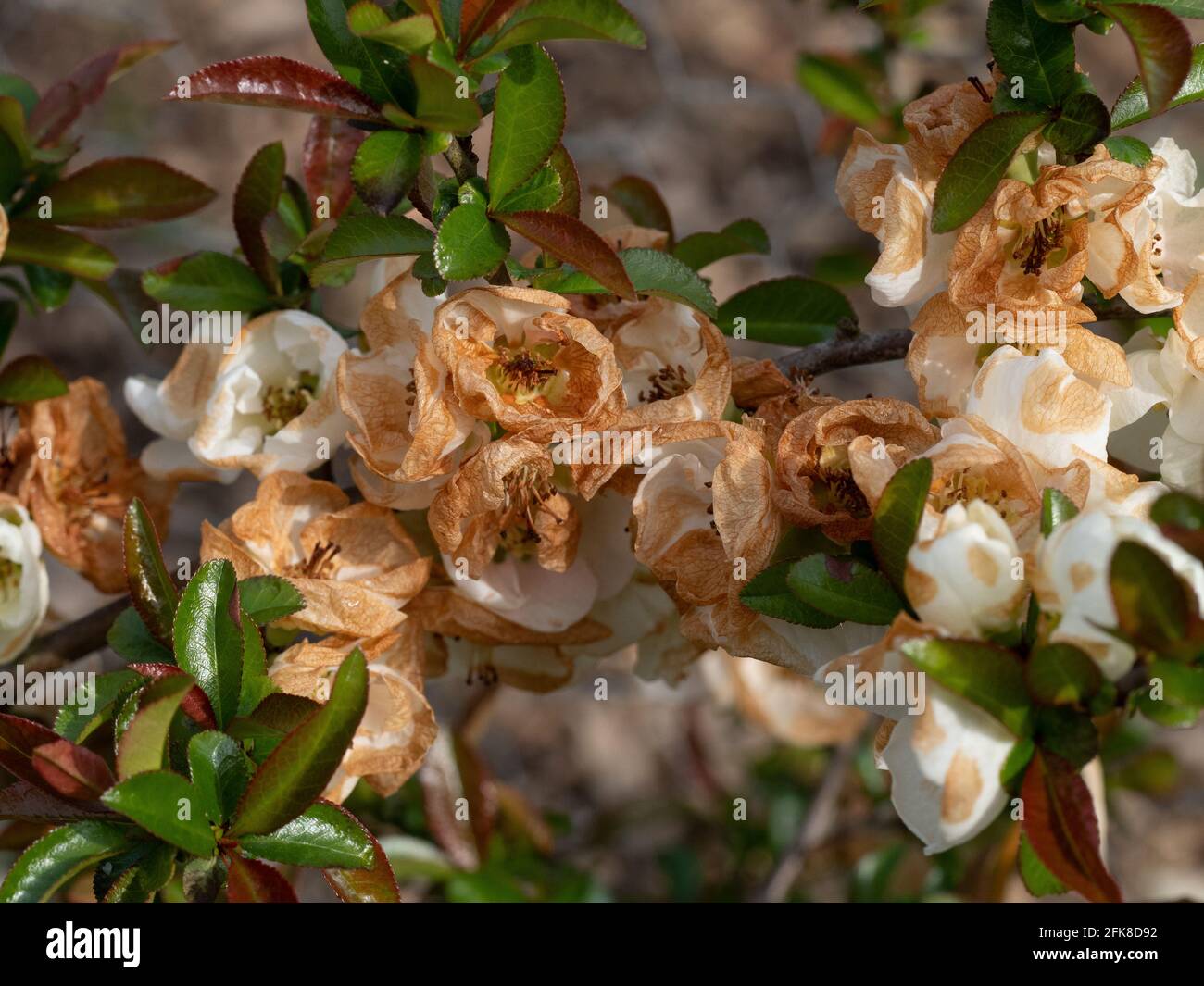 A close up of the frost damaged white flowers of Chaenomeles x superba 'Jet Trail' Stock Photo