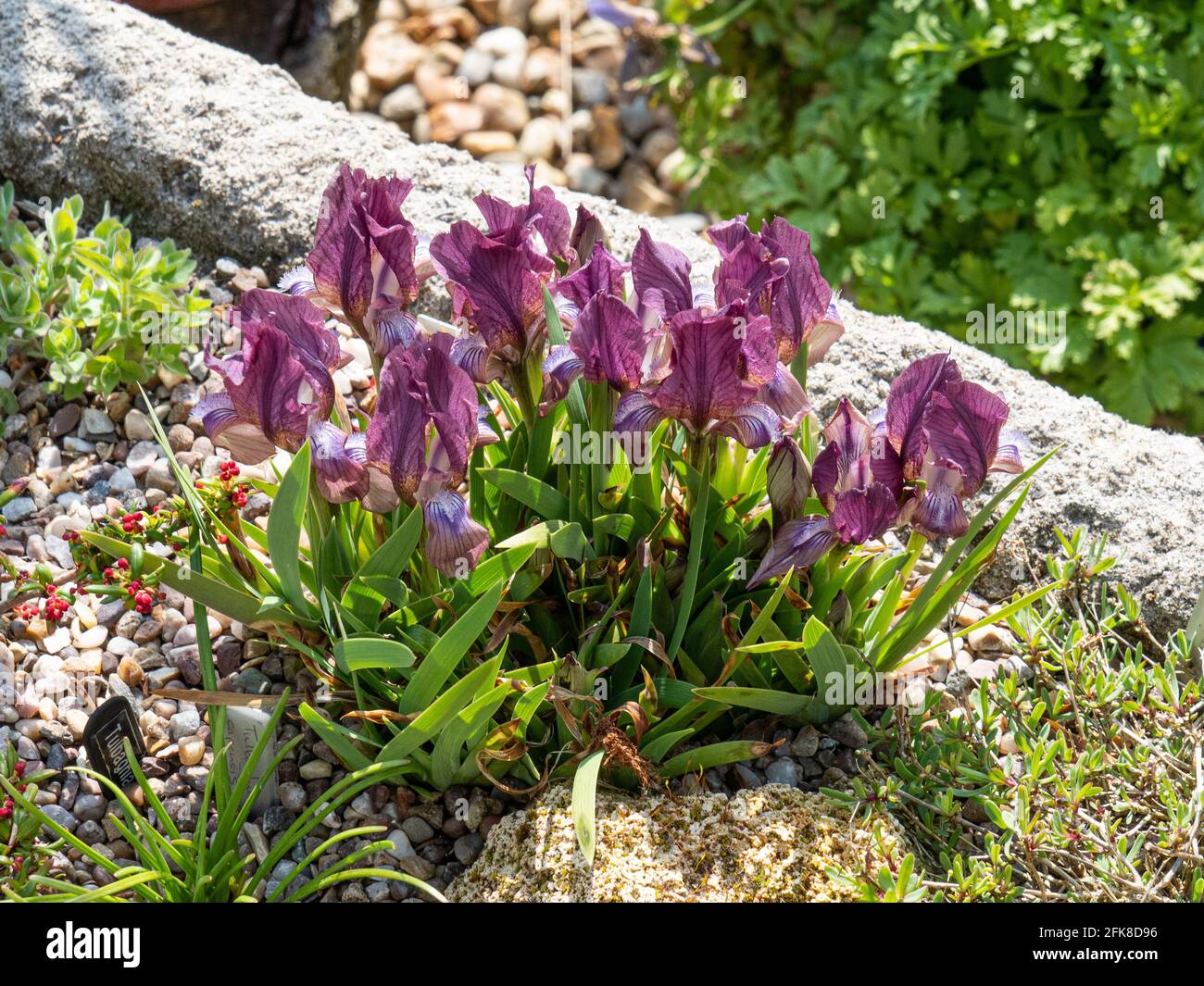 The dwarf purple flowered Iris suaveolens flowering on the edge of sink garden. Stock Photo