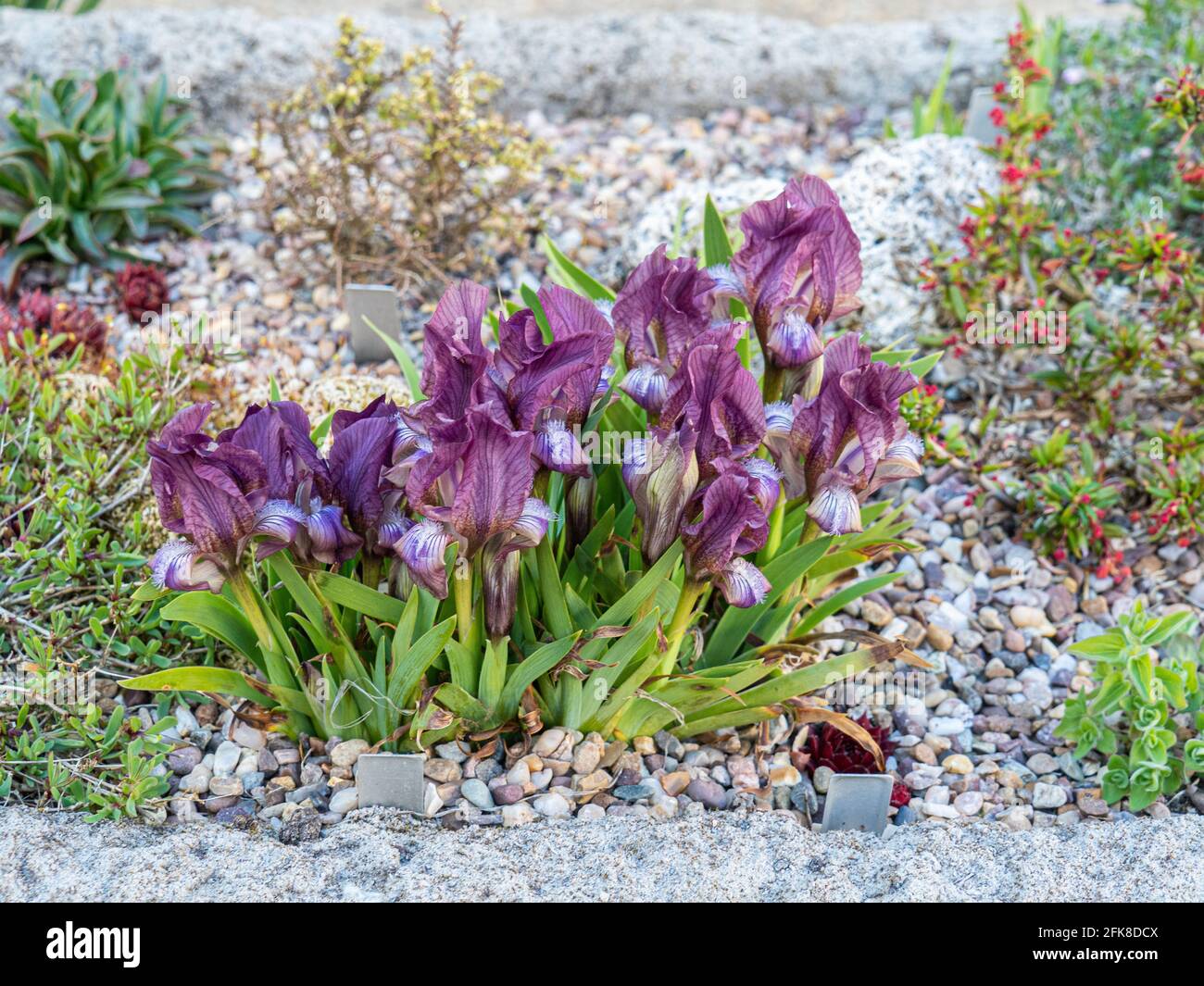 The dwarf purple flowered Iris suaveolens flowering on the edge of sink garden. Stock Photo