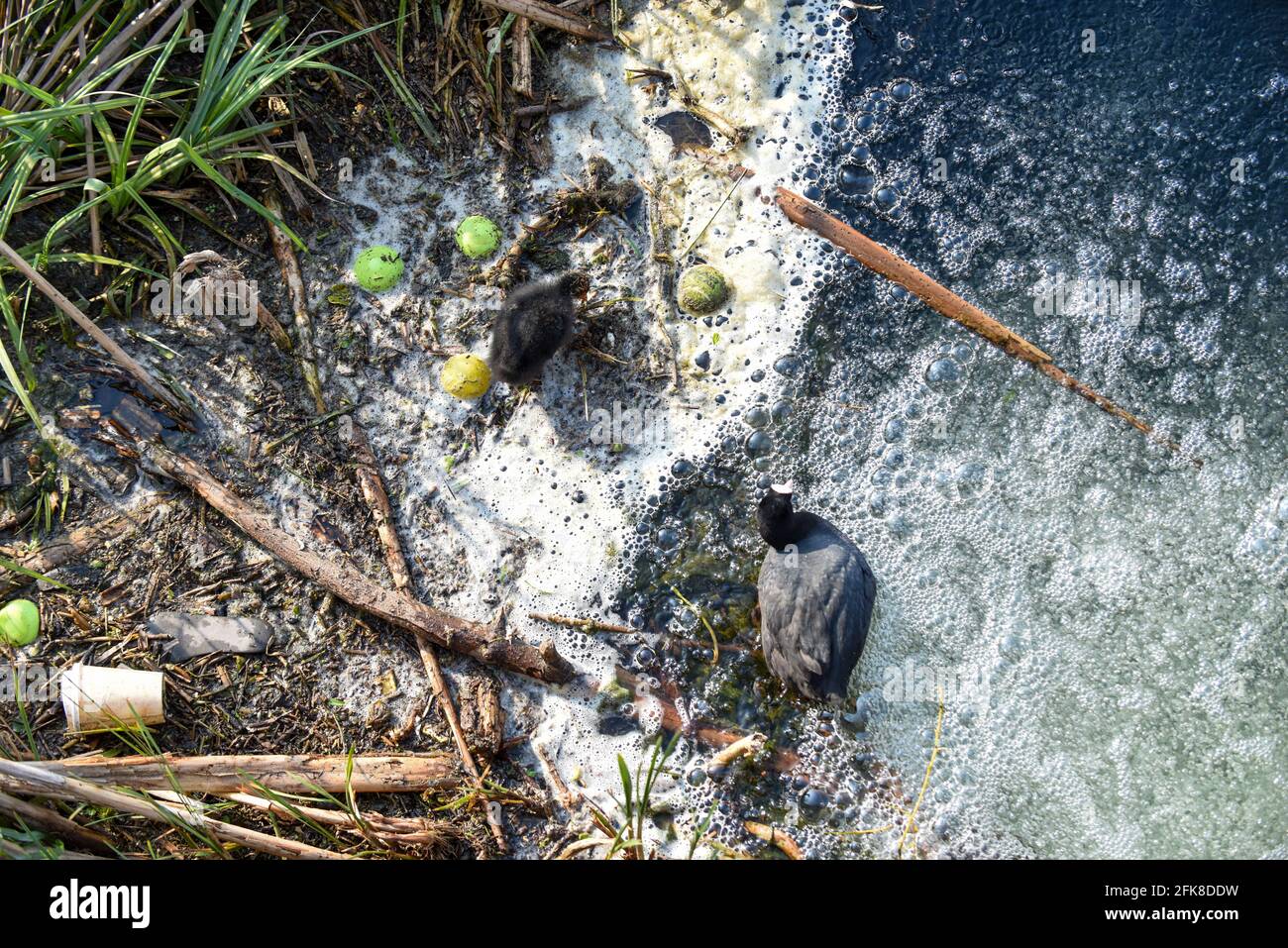 A baby bird struggles through polluted river water highlighting