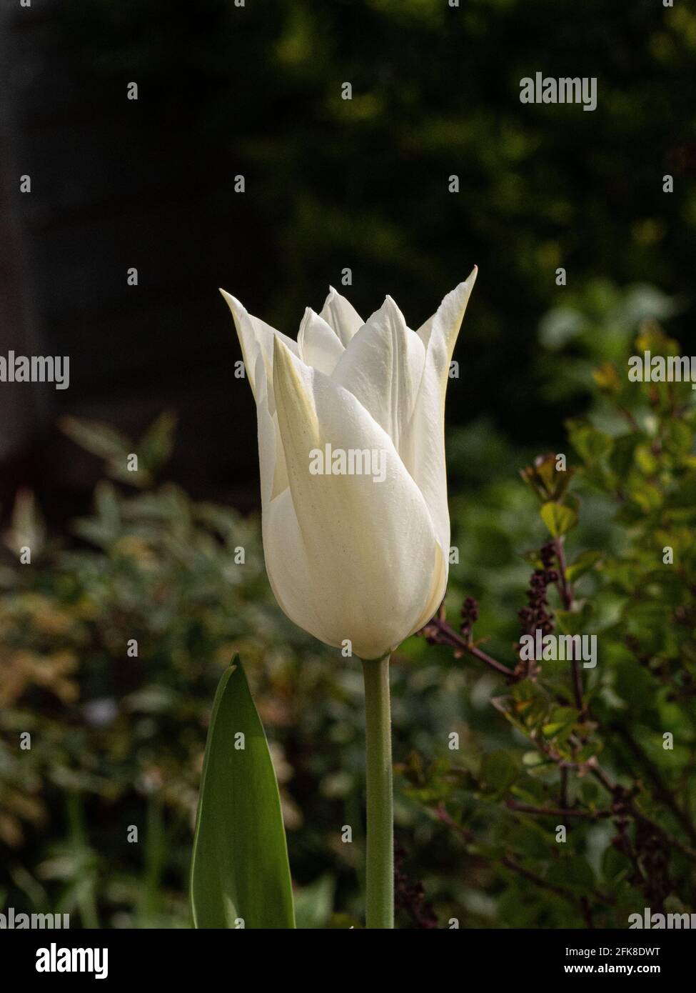 A a single stem of the clear white of the lily-flowered Tulip White Triumphator Stock Photo