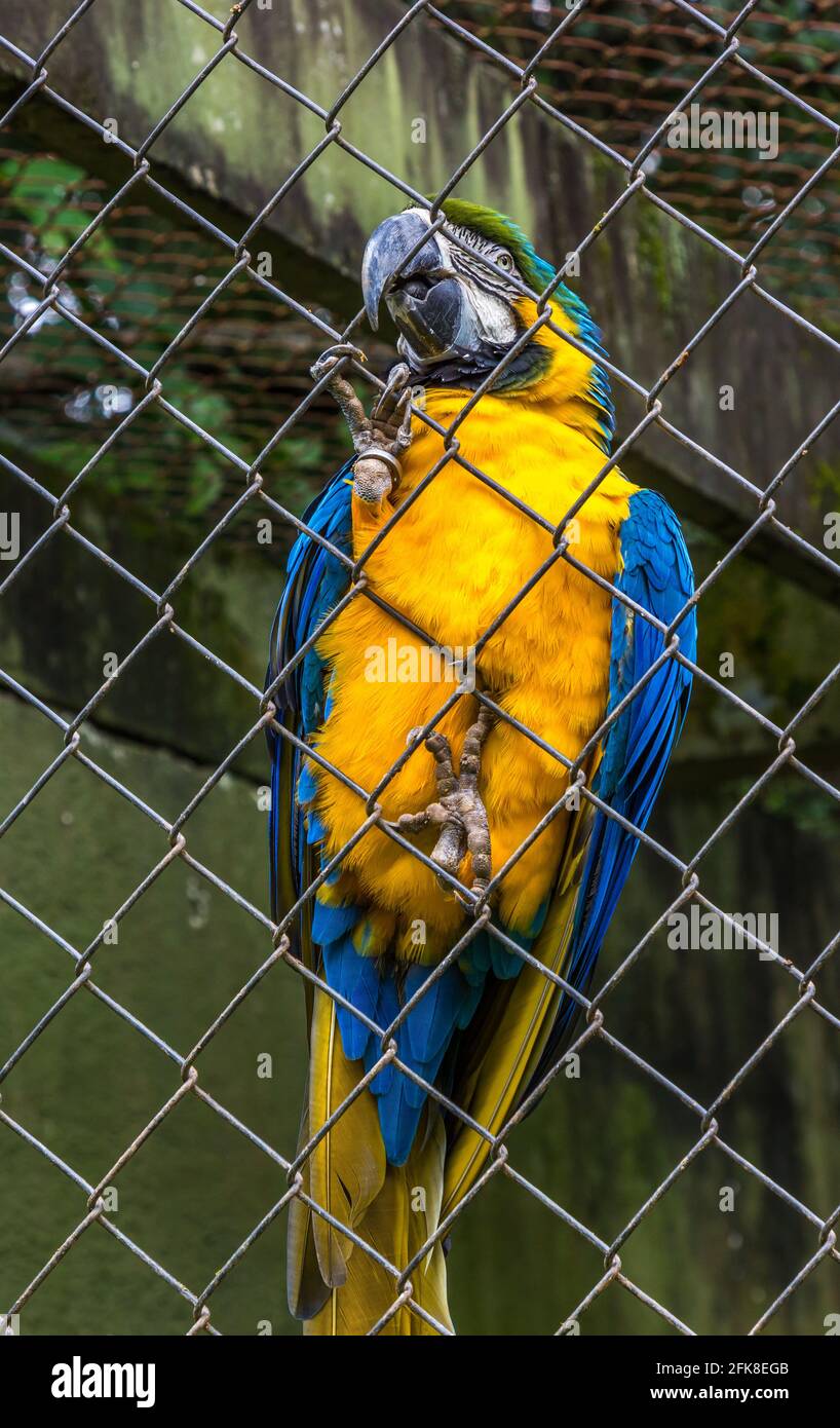 Curated visual reference: Fresh Look at Yellow Bellied Blue Macaw With A Green Crown Latching On