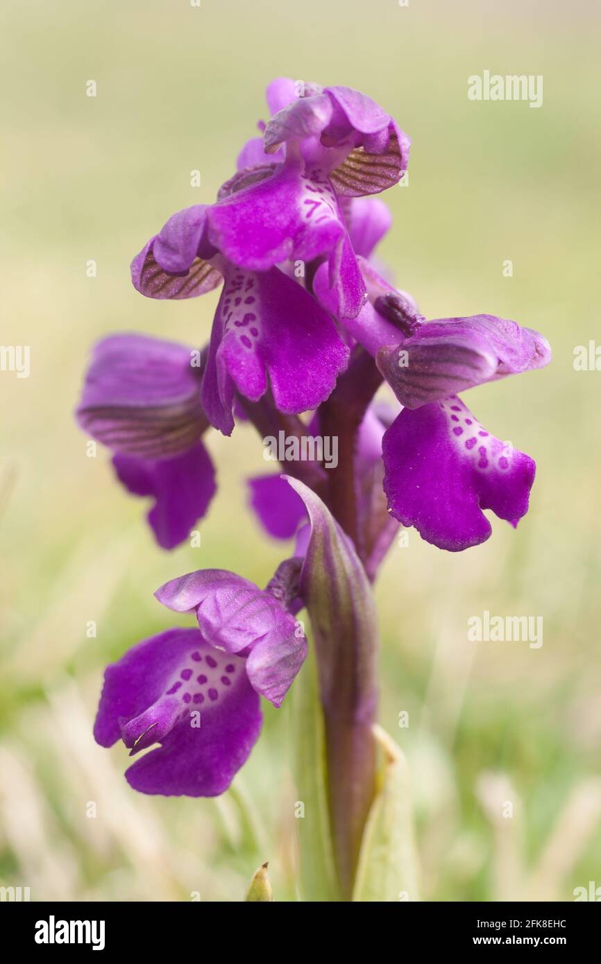 Green-winged orchid (Anacamptis morio). Dorset, UK. Stock Photo