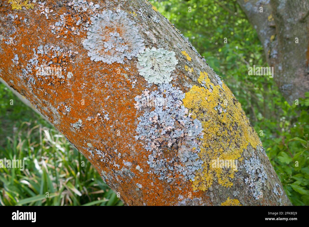 Lichens growing on tree trunk. Dorset, UK. Stock Photo