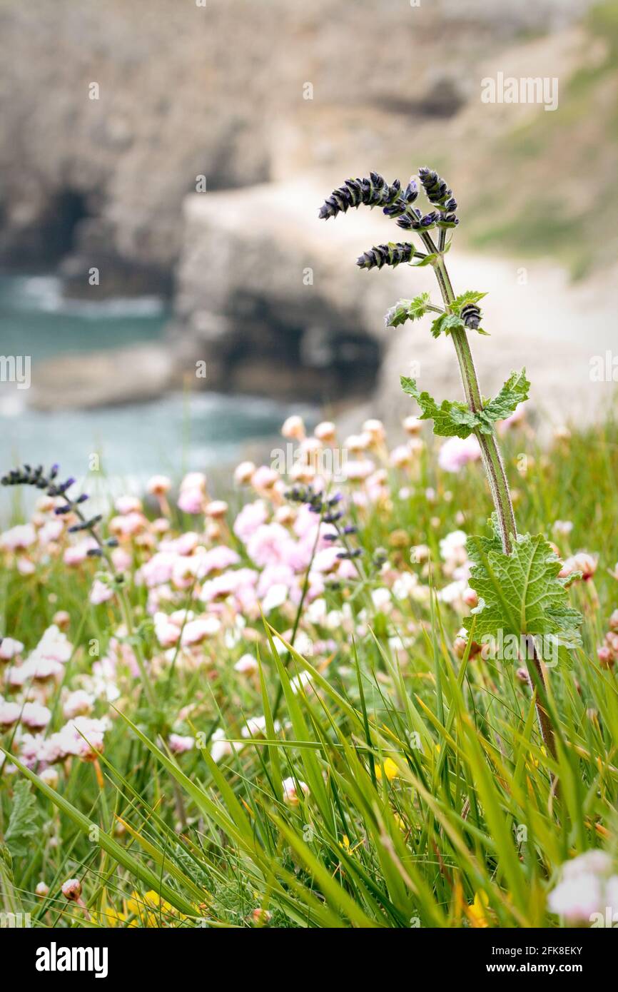 Summer wildflowers on sea cliffs above Dancing Ledge in the Isle of Purbeck. Dorset, UK Stock Photo