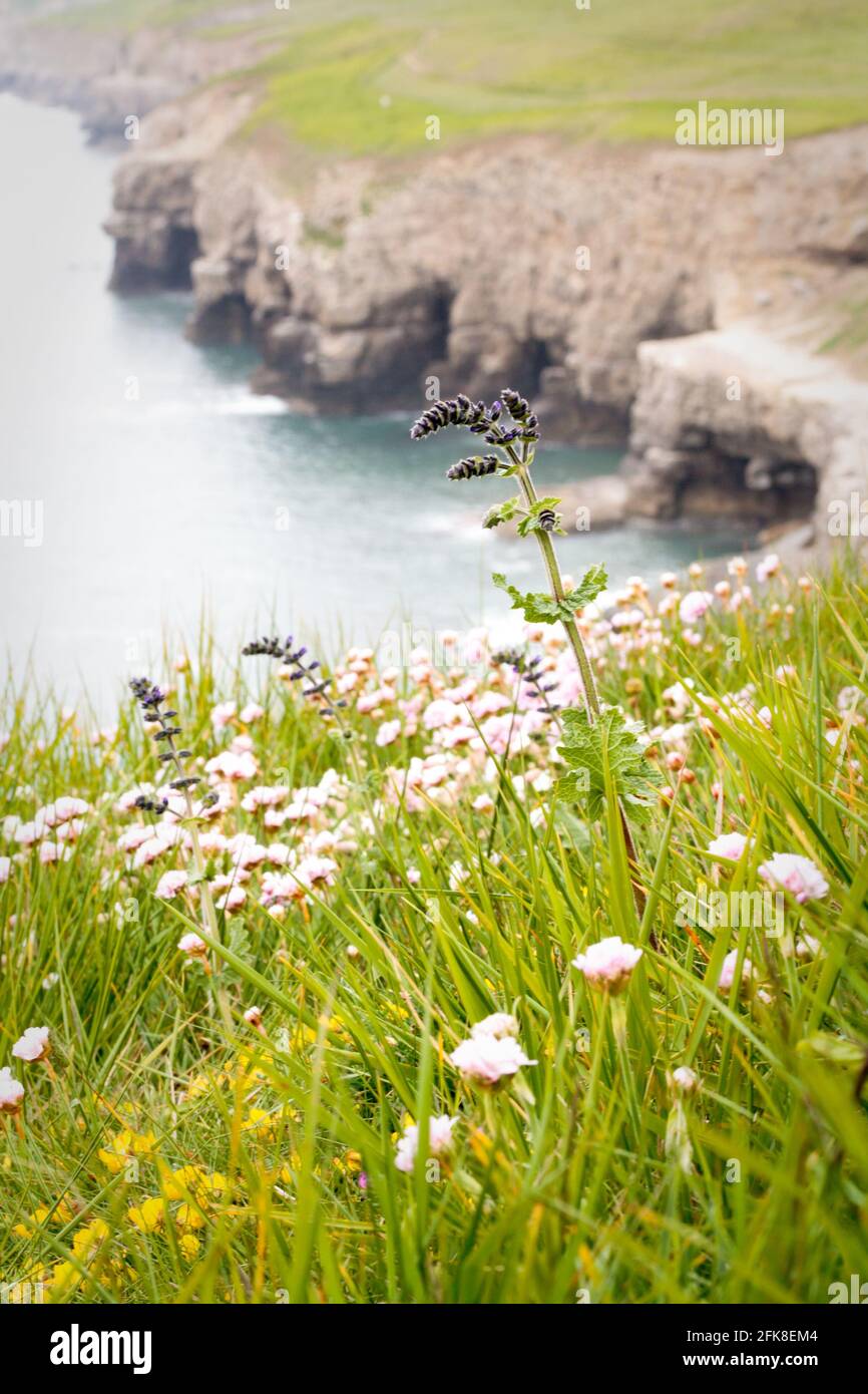 Summer wildflowers on sea cliffs above Dancing Ledge in the Isle of Purbeck. Dorset, UK Stock Photo