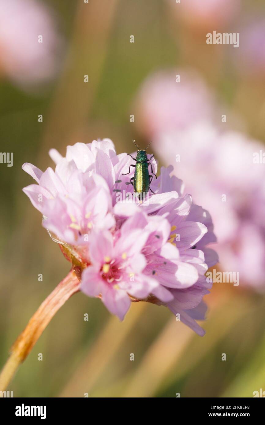 Flower beetle on thrift aka sea pinks (Armeria maritima). Dorset, UK. Stock Photo