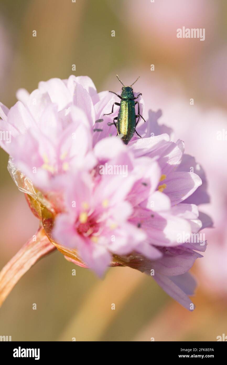 Flower beetle on thrift aka sea pinks (Armeria maritima). Dorset, UK. Stock Photo