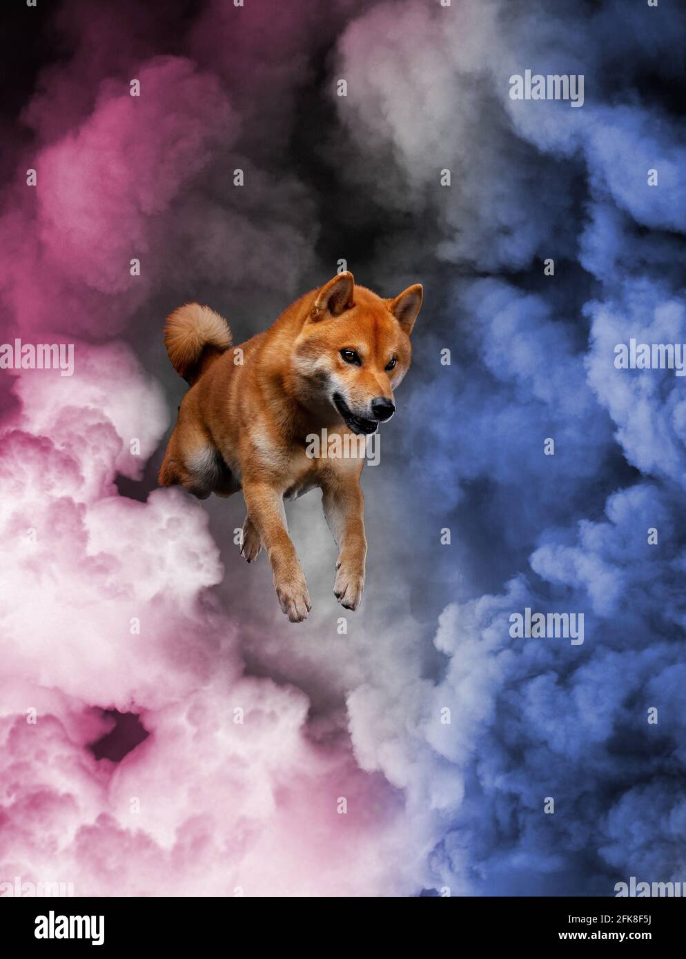red shiba inu japanese dog on studio Stock Photo - Alamy