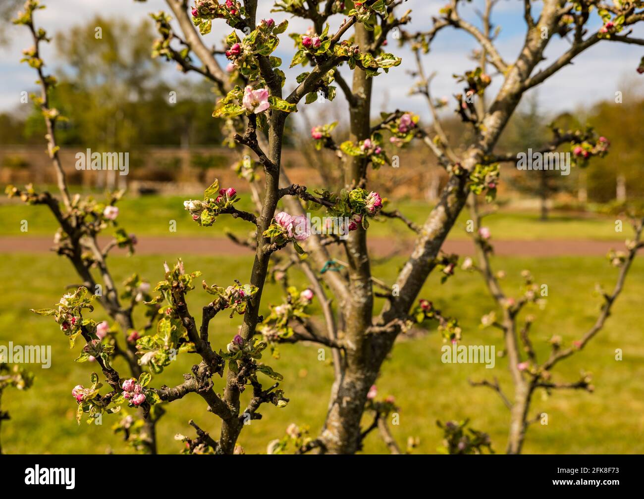 Haddington, East Lothian, Scotland, United Kingdom, 29th April 2021. UK Weather: apple tree blossom at Amisfield walled garden. The fruit trees in the apple orchard are just beginning to flower in the 18th century garden. Stock Photo