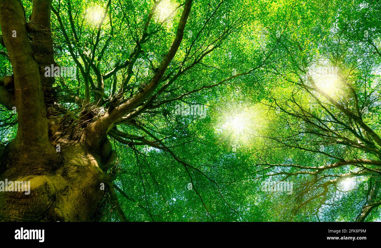 Bottom view of green tree in the forest with sunlight. Fresh ...