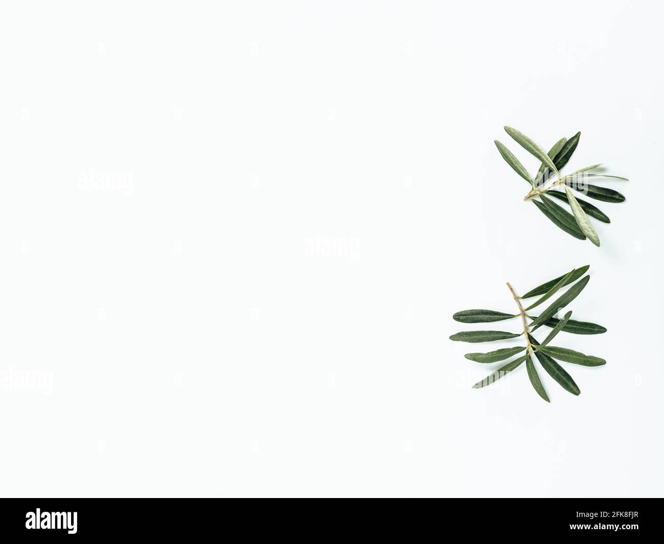 Two olives tree branches on white background. Top view or flat lay. Olives leaves or branches isolated on white with copy space Stock Photo