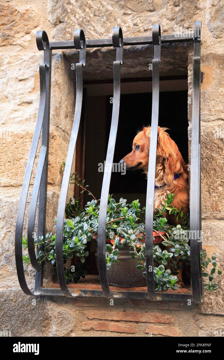 Hund in einem vergitterten Fenster in der Altstadt von Bolsena, Latium, Italien Stock Photo