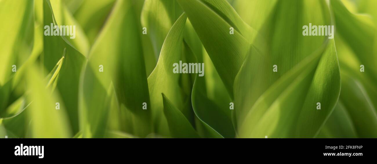 Lilly of the valley hi-res stock photography and images - Alamy