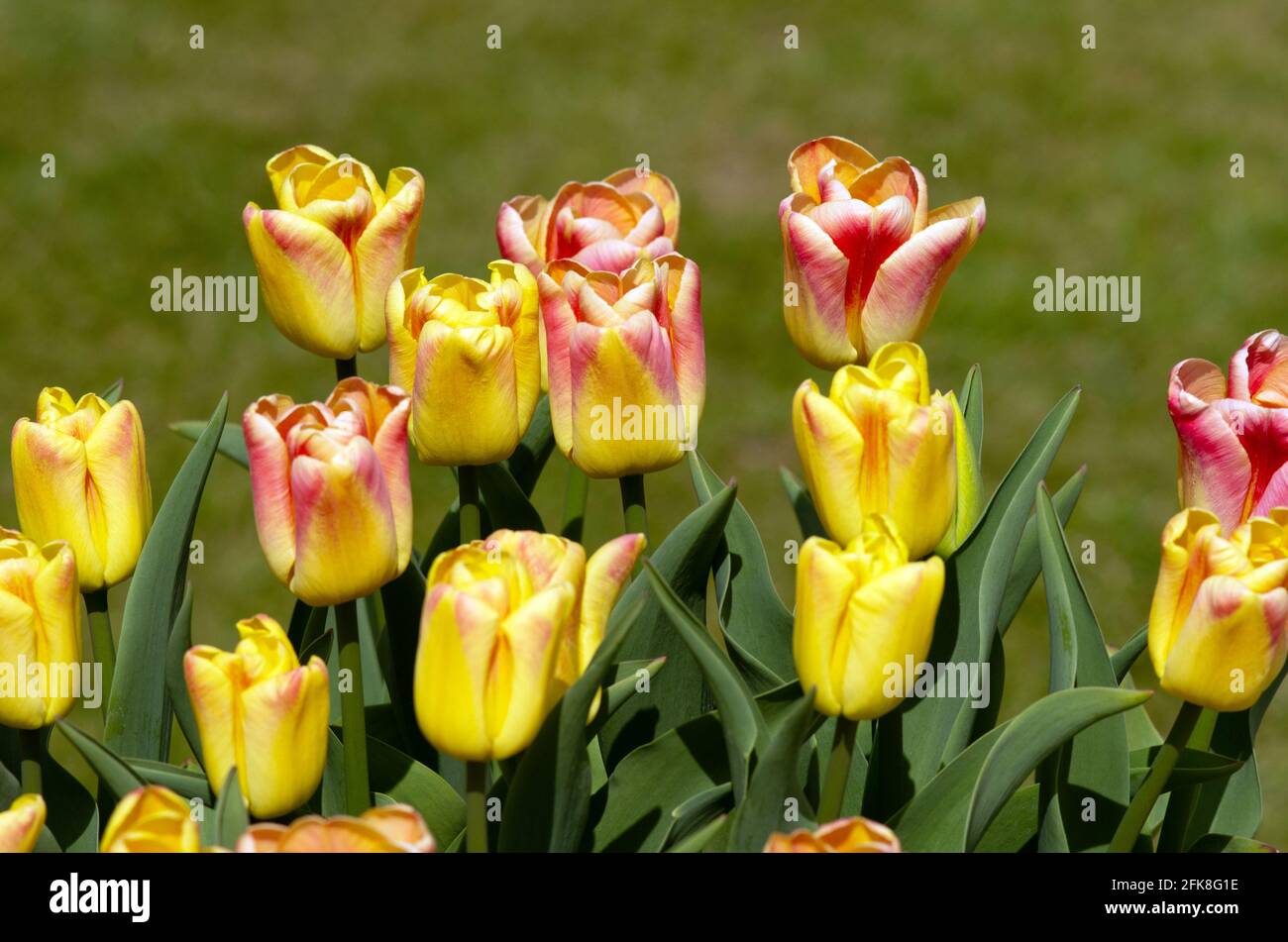 Tulipa Switch Stock Photo