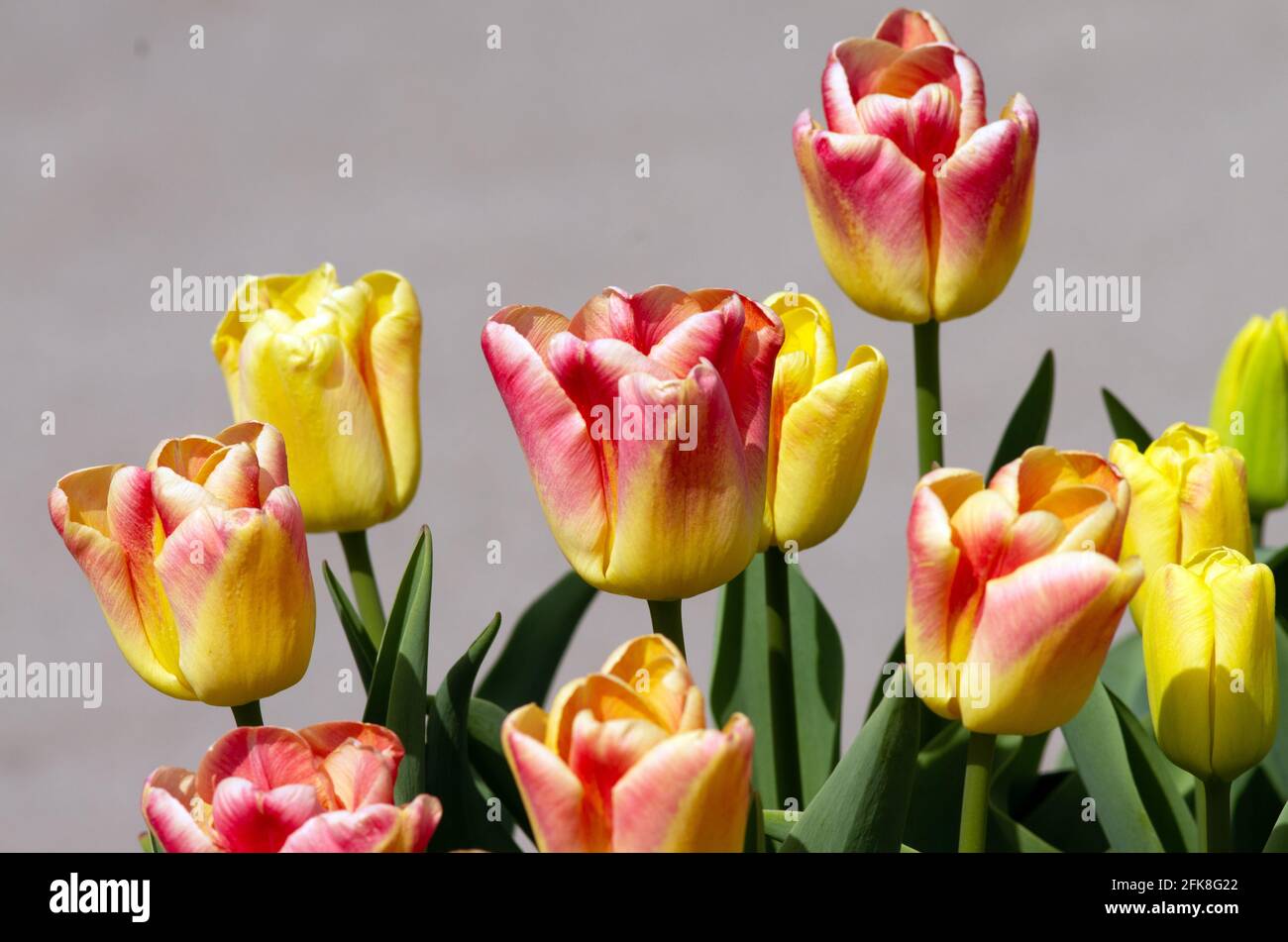 Tulipa Switch Stock Photo