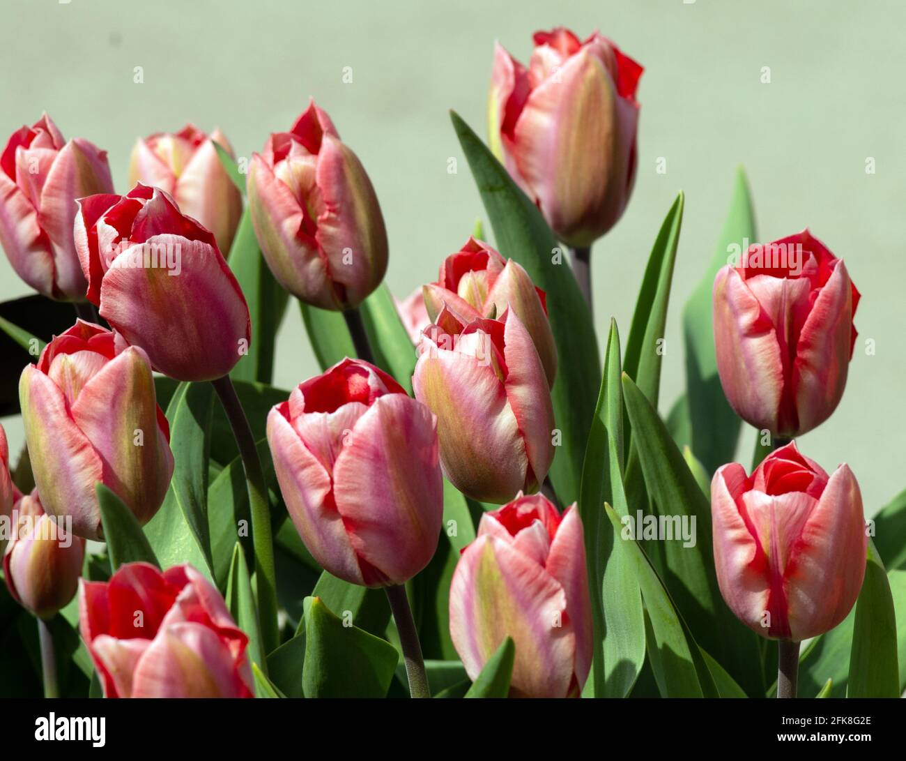 Tulipa Palestrina Stock Photo