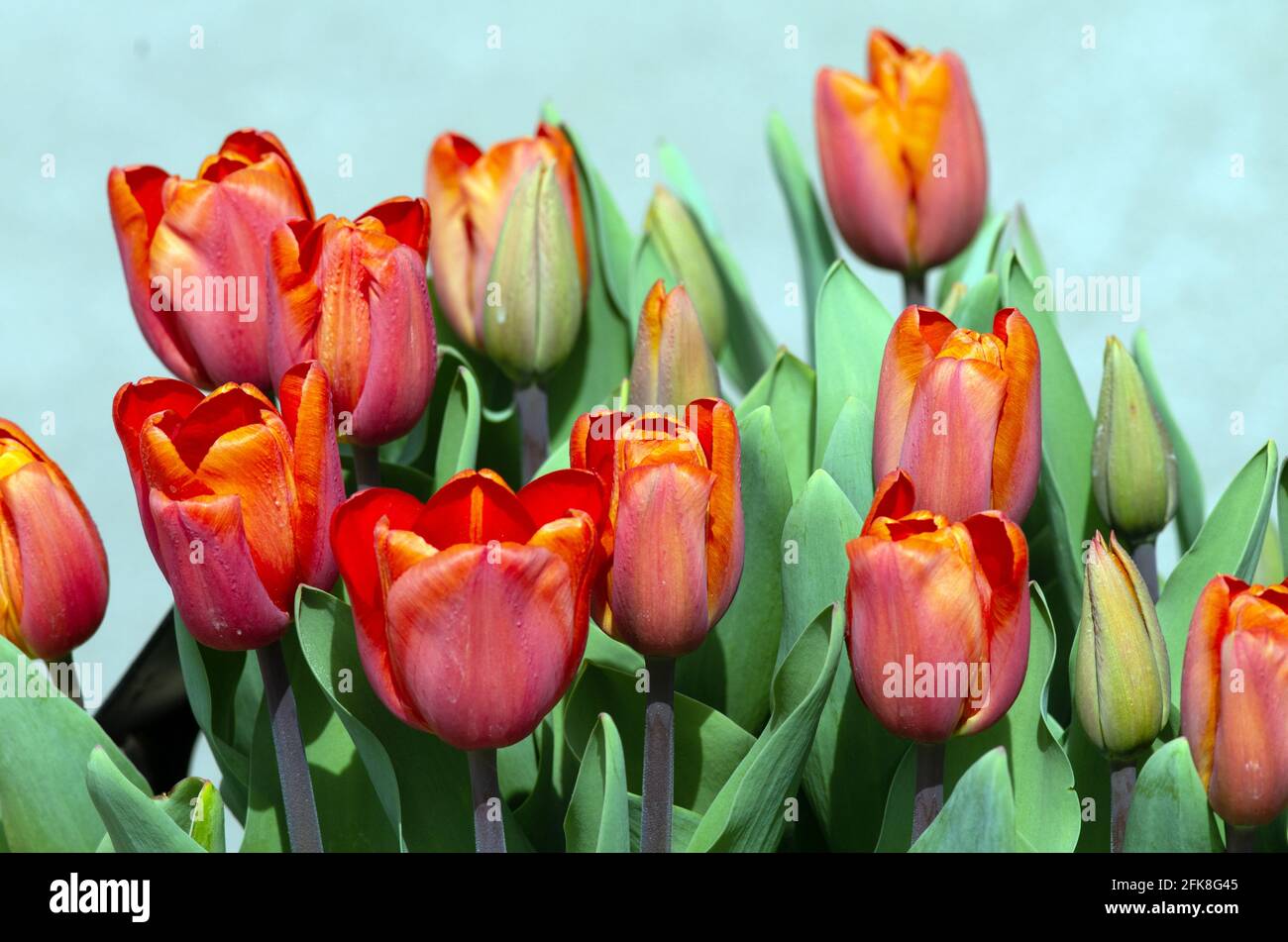Tulipa Annie Schilder Stock Photo