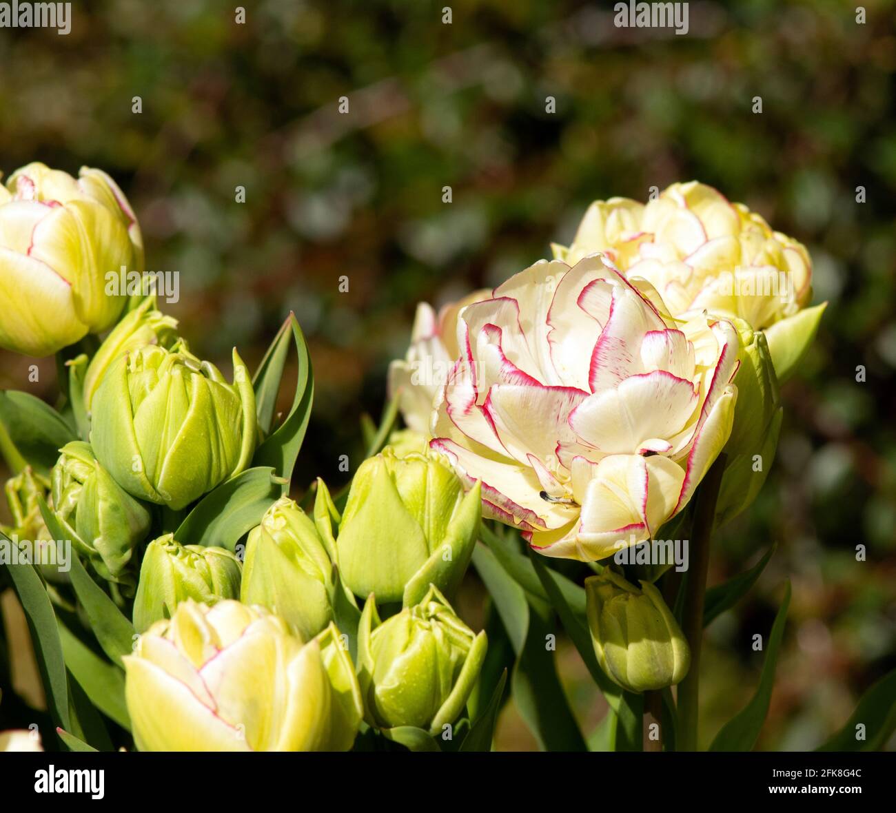 Tulip Shirley Double Stock Photo