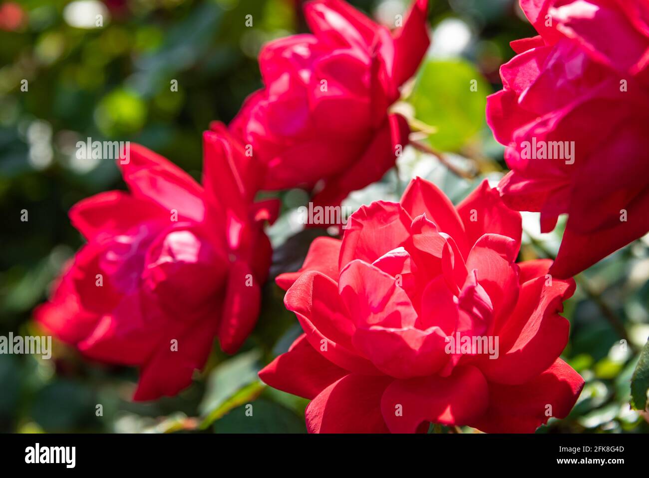 Close-up of a vibrant red knock out roses in a Metro Atlanta community flower and vegetable garden. (USA) Stock Photo