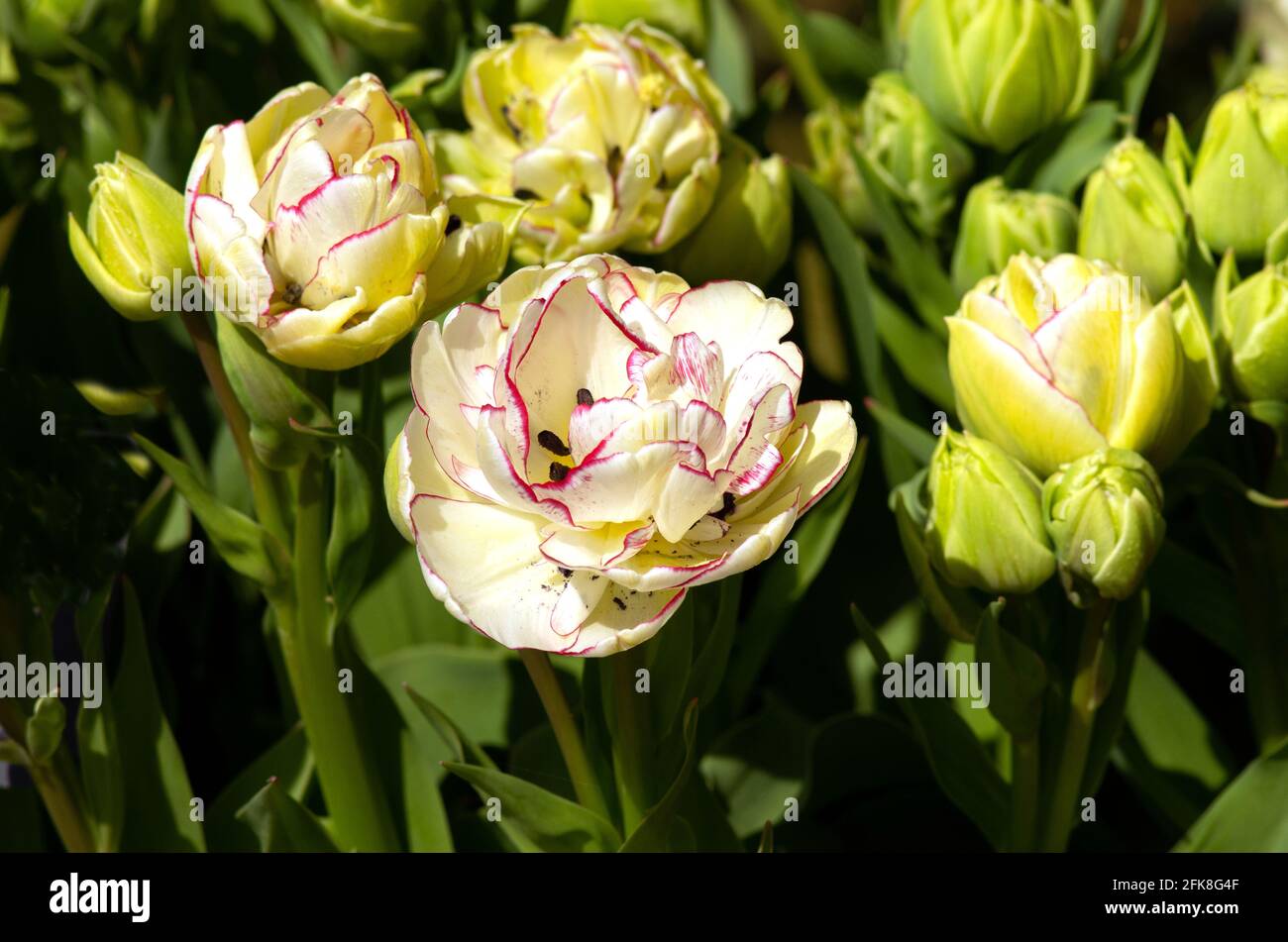 Tulip Shirley Double Stock Photo
