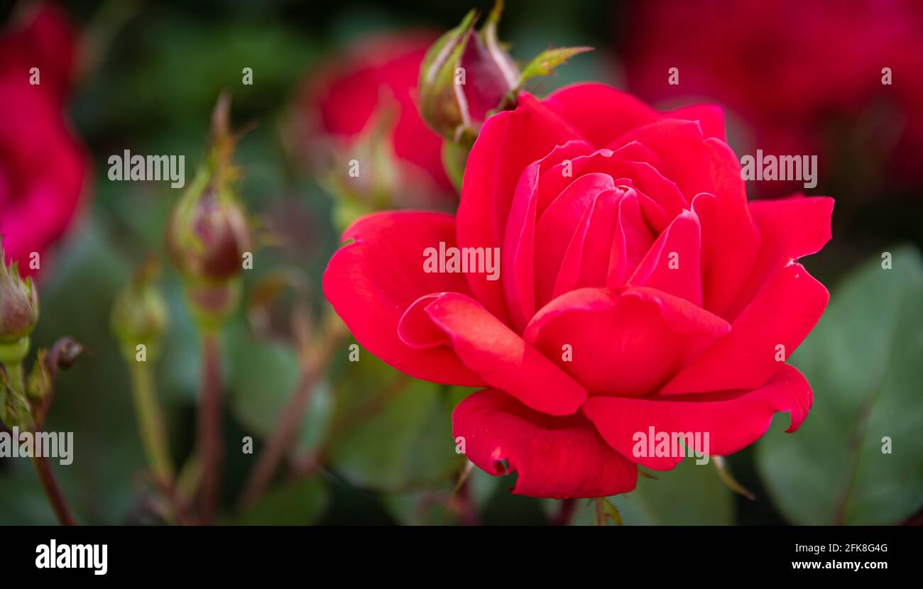 Close-up of a vibrant red knock out rose in a Metro Atlanta community flower and vegetable garden. (USA) Stock Photo