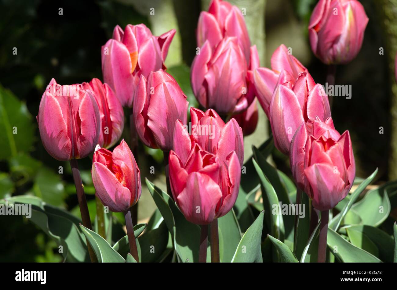 Tulip Pretty Princess Stock Photo