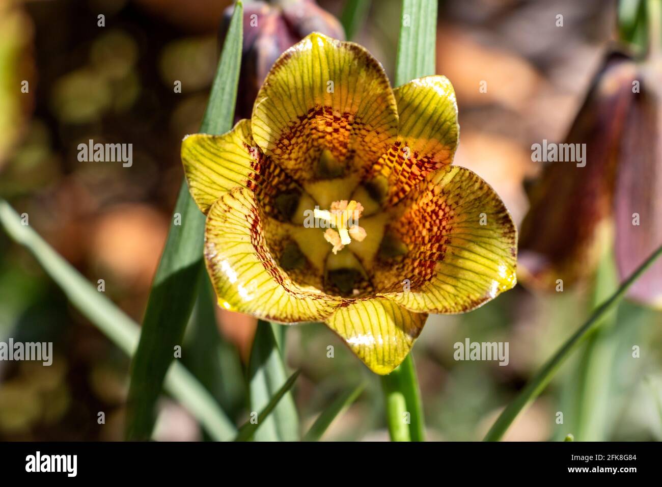 SNAKESHEAD FRITILLARY Fritillaria meleagris  INTERIOR OF THE FLOWER HEAD WILD PLANT GROWING IN SCOTLAND Stock Photo