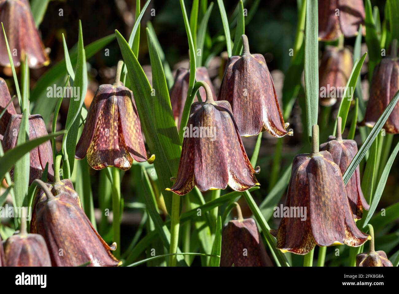 SNAKESHEAD FRITILLARY Fritillaria meleagris GROUP OF FLOWERING HEADS WILD PLANT GROWING IN SCOTLAND Stock Photo