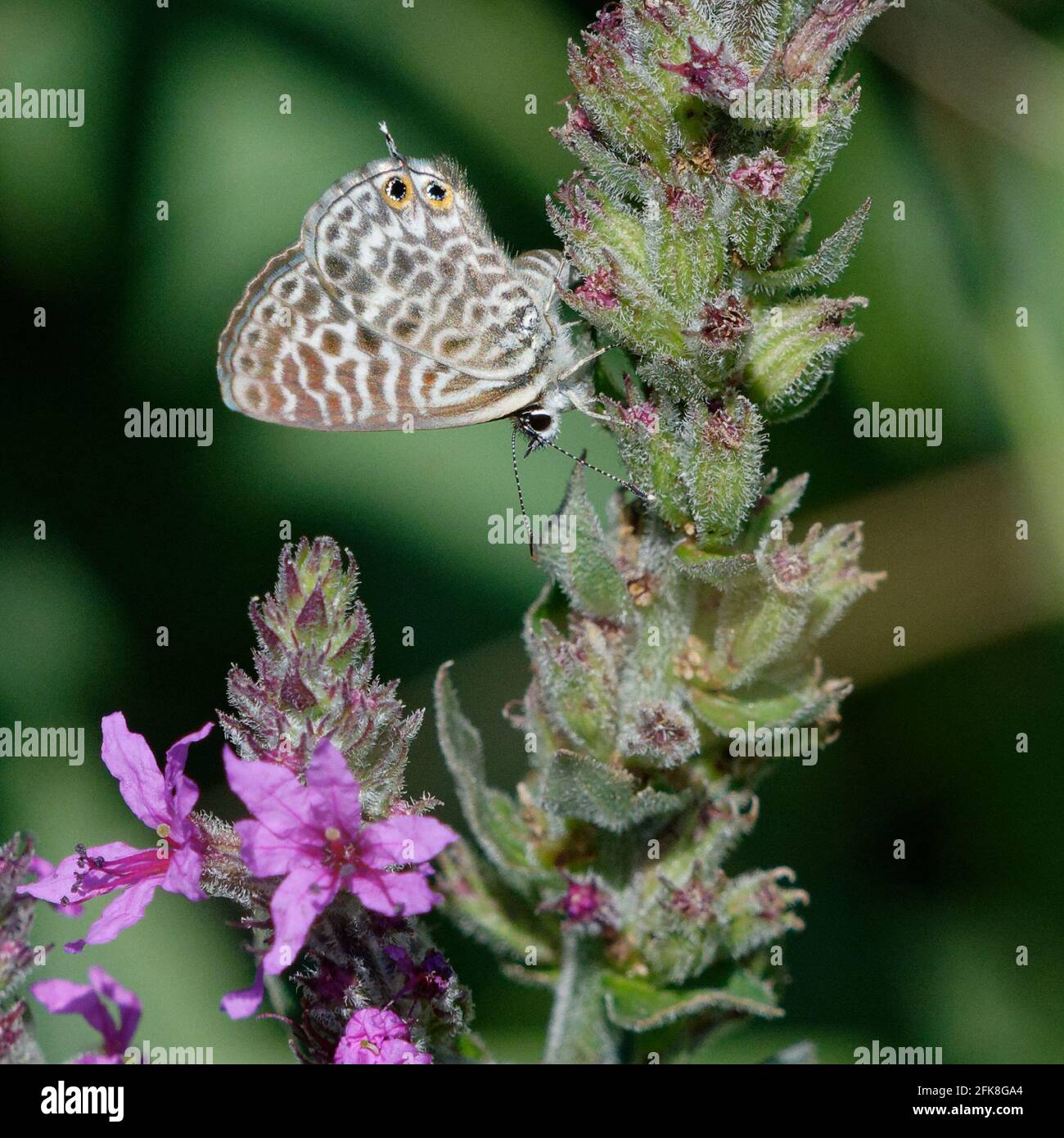 Common zebra blue butterfly hi-res stock photography and images - Alamy