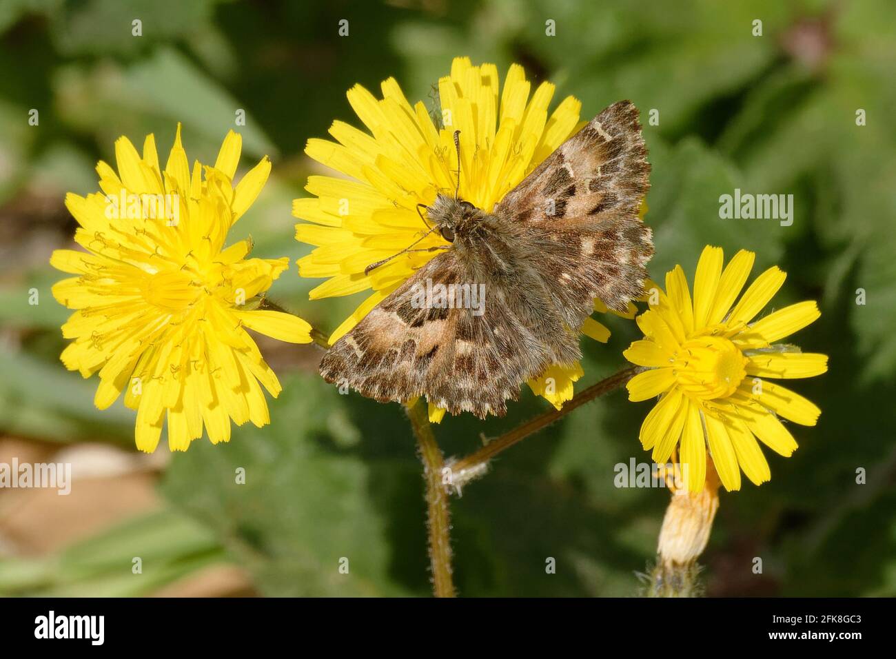 Mallow skipper (Carcharodus alceae) on a flower Stock Photo