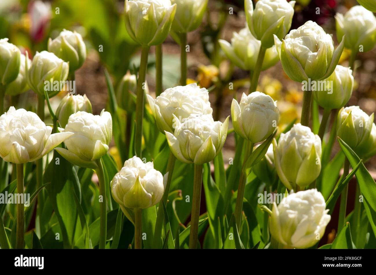 Tulip Ice Wonder Stock Photo