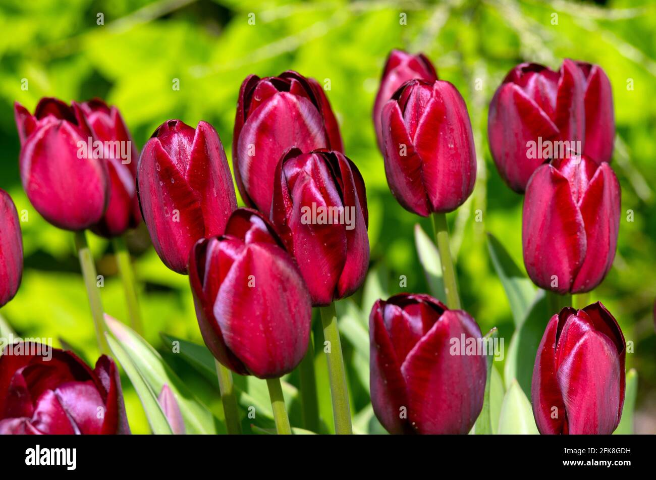 Tulip National Velvet Stock Photo