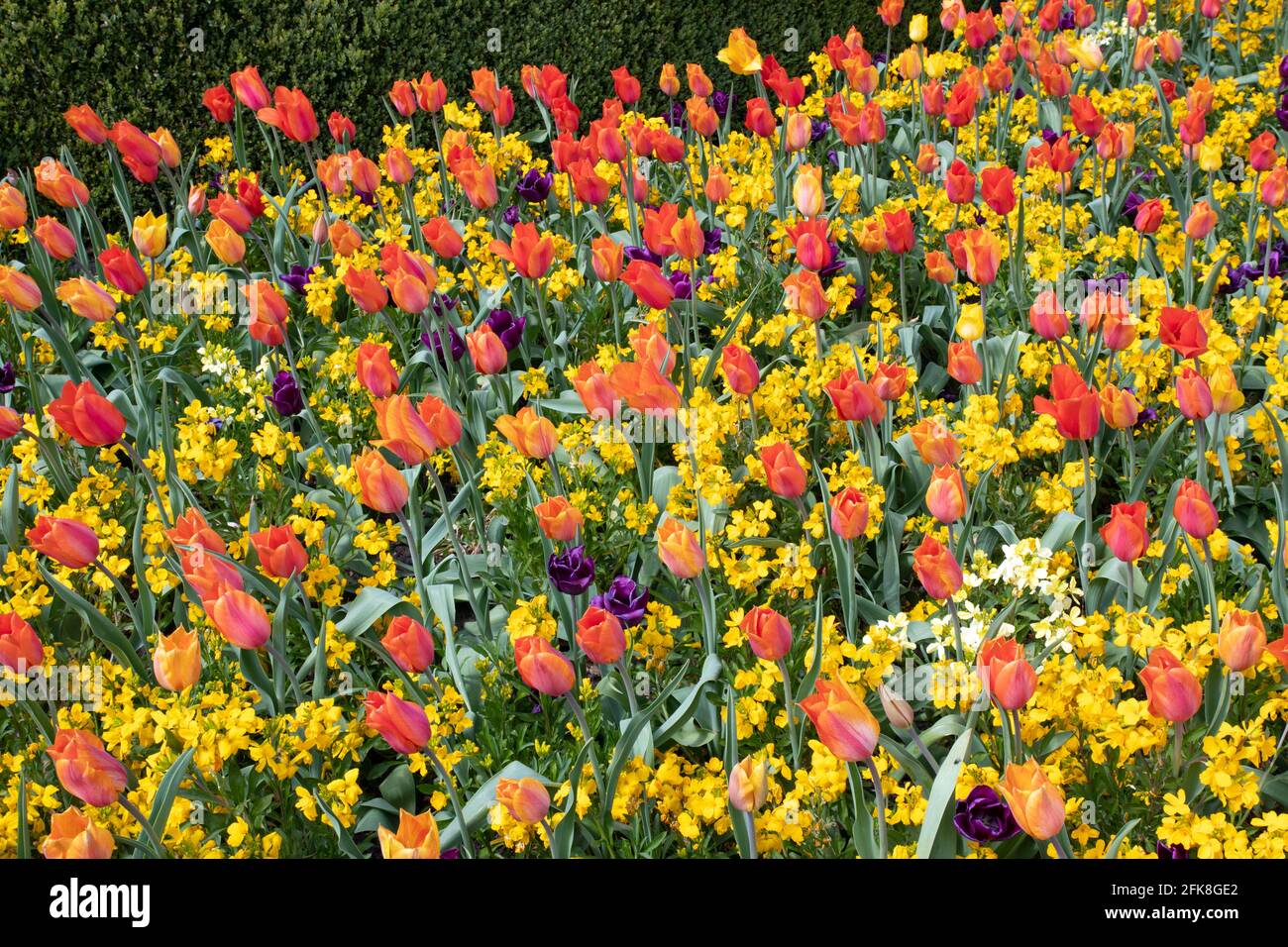 Tulips El Nino and Purple Rain with yellow wallflowers Stock Photo
