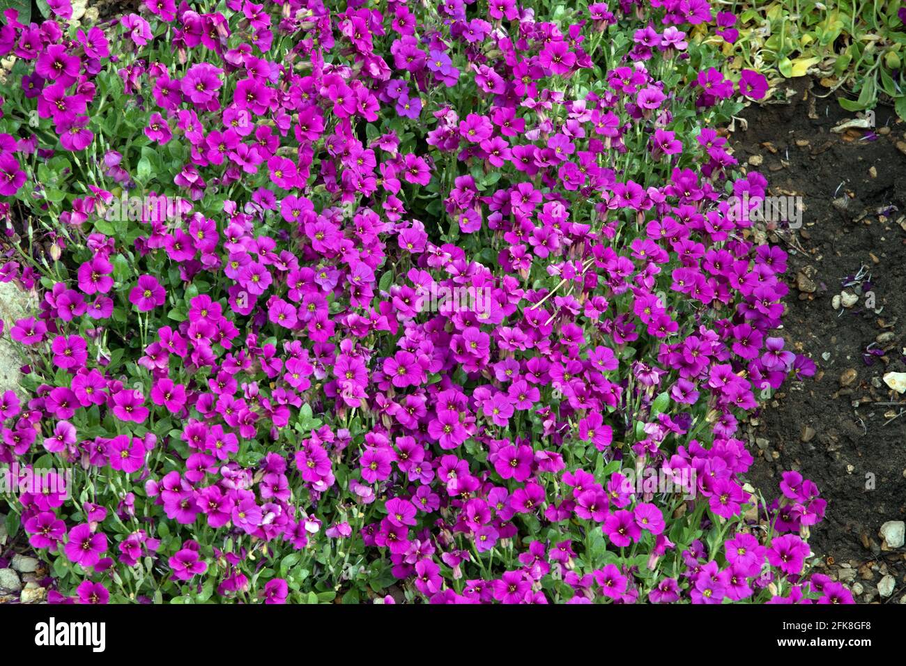 Aubrieta gracilis 'Kitte Purple' Stock Photo