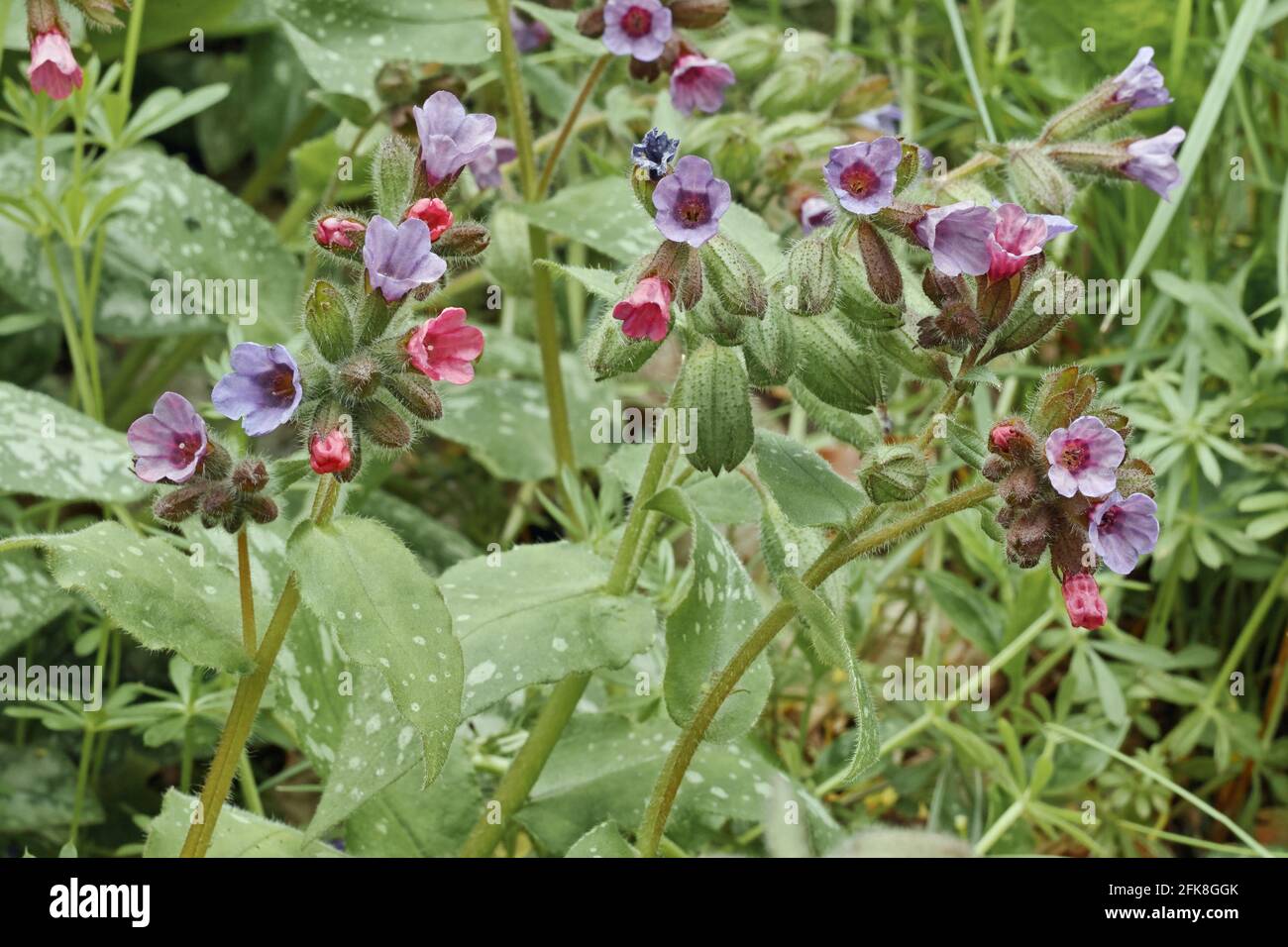 lungworts, Pulmonaria officinalis, Boraginaceae, plants in blooming Stock Photo