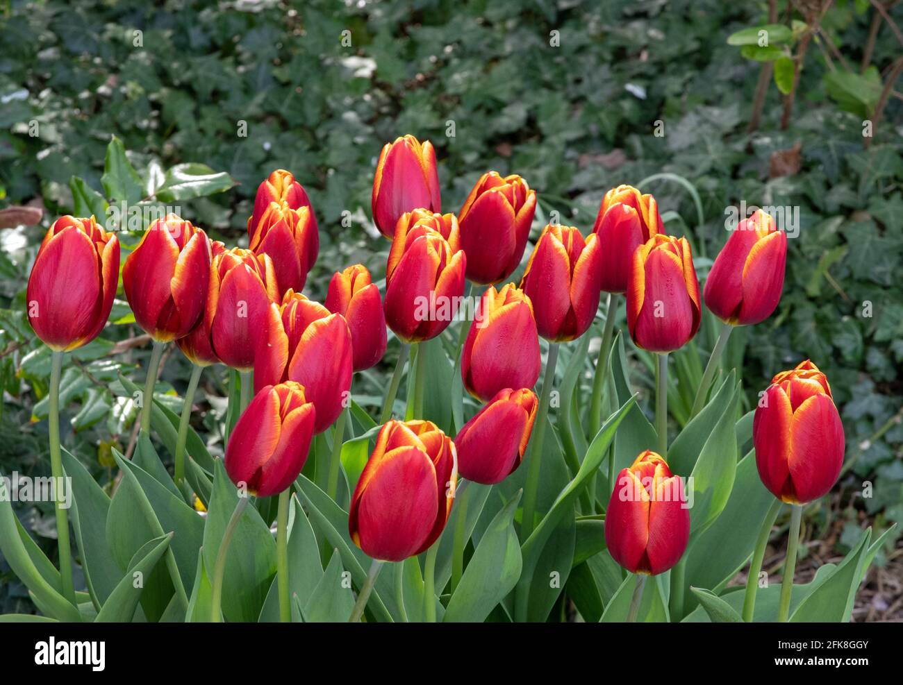 Tulip Uppsala Stock Photo