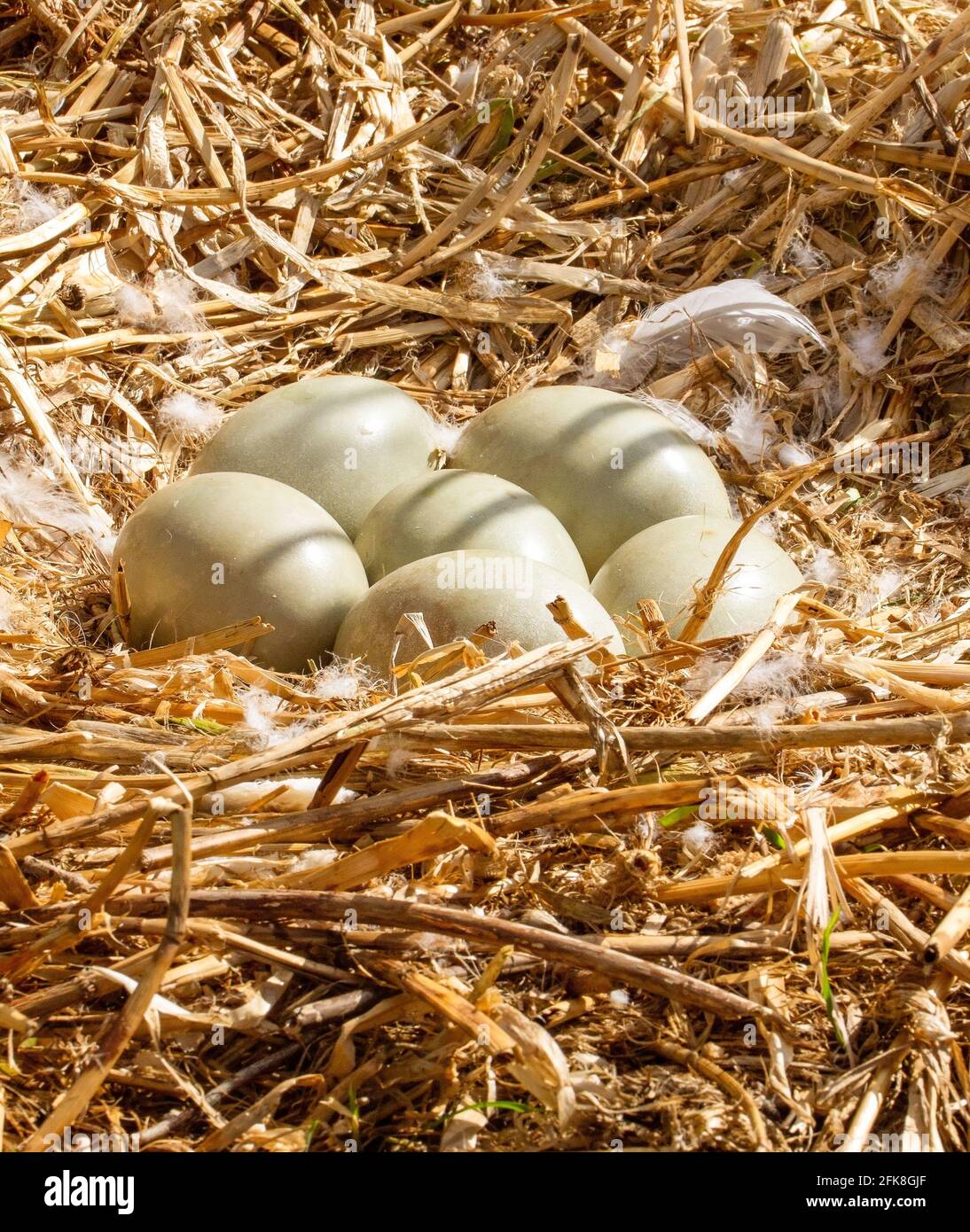 Six Eggs in a nest waiting to hatch in Figgate Park, Edinburgh