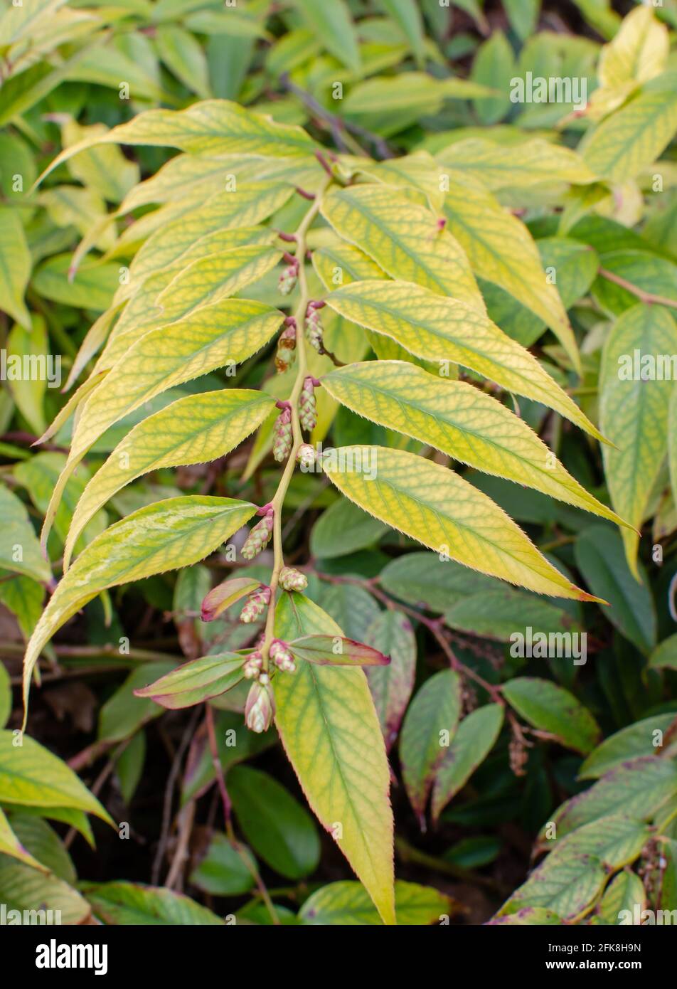 Leucothoe fontanesiana Rainbow- Switch Ivy in the botany in Poland Stock Photo