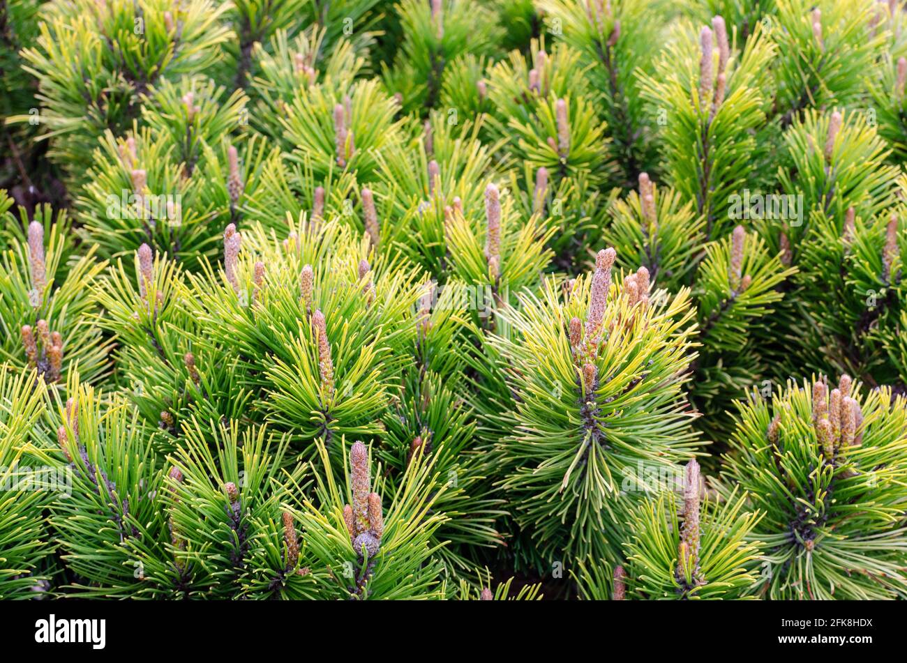 Pinus mugo Winter gold Stock Photo