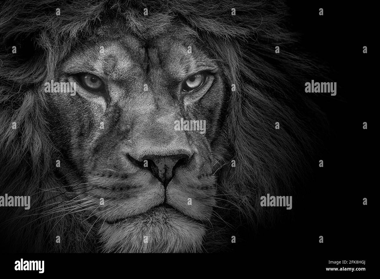 Lion , Portrait Wildlife animal , Black White Stock Photo - Alamy