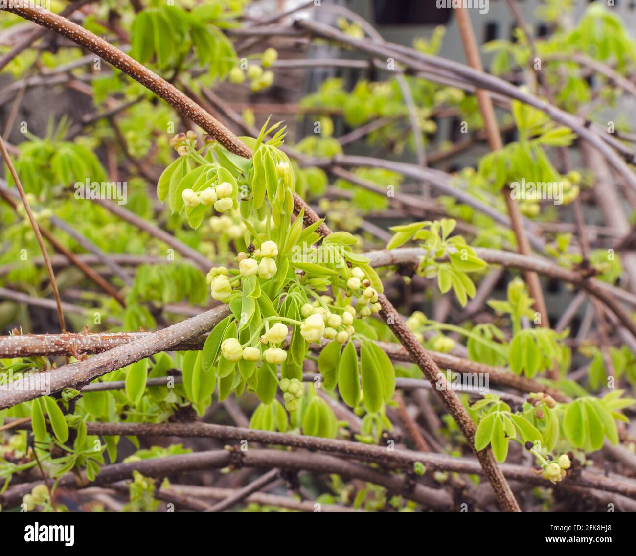 Akebia quinata silver bells hires stock photography and images Alamy