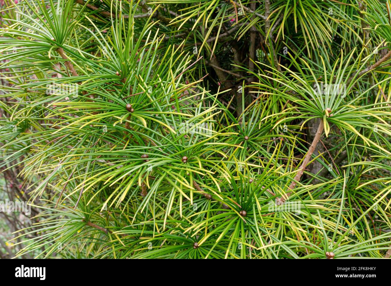 Rare endangered plant - Sciadopitys verticillata - Umbrella Pine in botany in Poland. Stock Photo