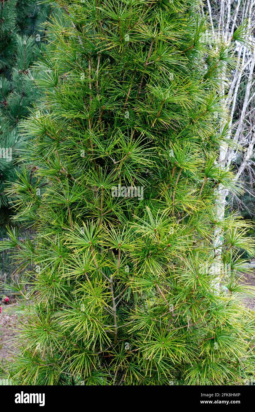 Rare endangered plant - Sciadopitys verticillata - Umbrella Pine in botany in Poland. Stock Photo