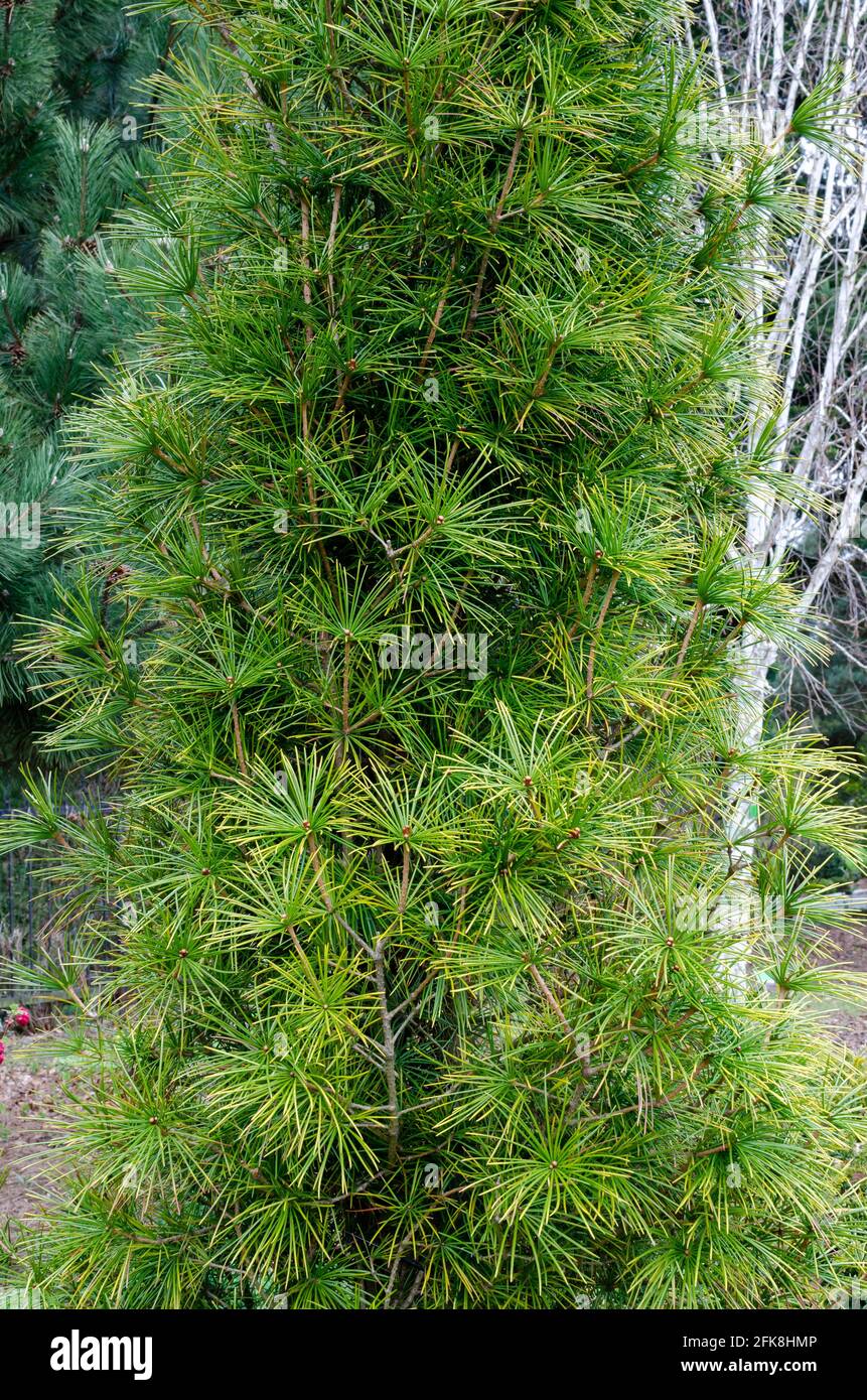 Rare endangered plant Sciadopitys verticillata Umbrella Pine in