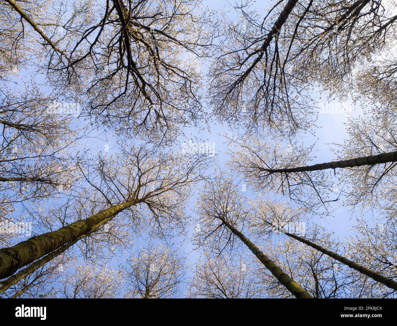 Tall Wild Cherry Trees in a woodland, reaching for the sky. Crown shyness with blossom against a blue sky in fine Spring weather. Stock Photo